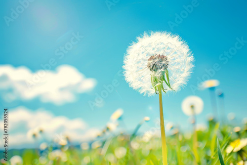 A dandelion is the main focus of the image  standing tall in a field of grass. The sky is clear and blue  with no clouds in sight. The dandelion is surrounded by a variety of grasses