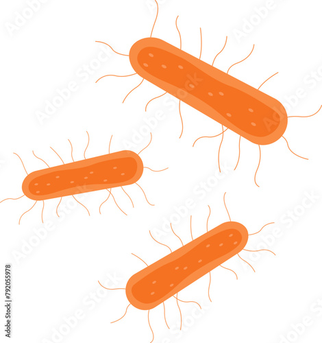 Escherichia coli E.coli