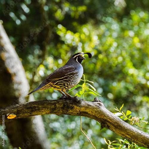 California quail in tree