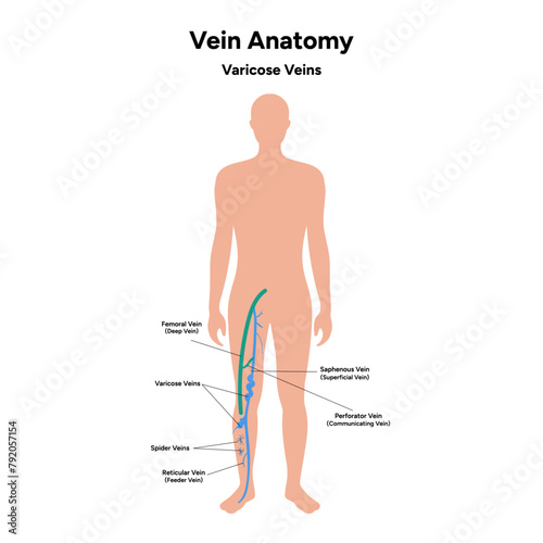 Vein anatomy, varicose veins