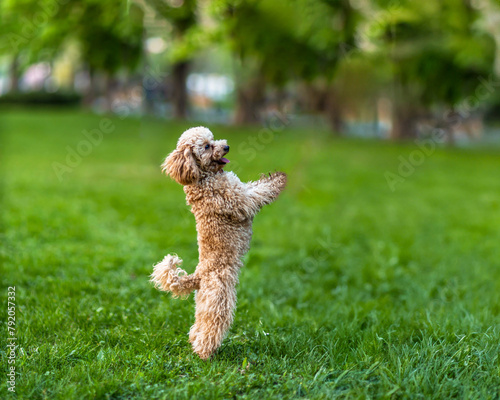 Maltipoo dog plays happily on the green lawn in the park