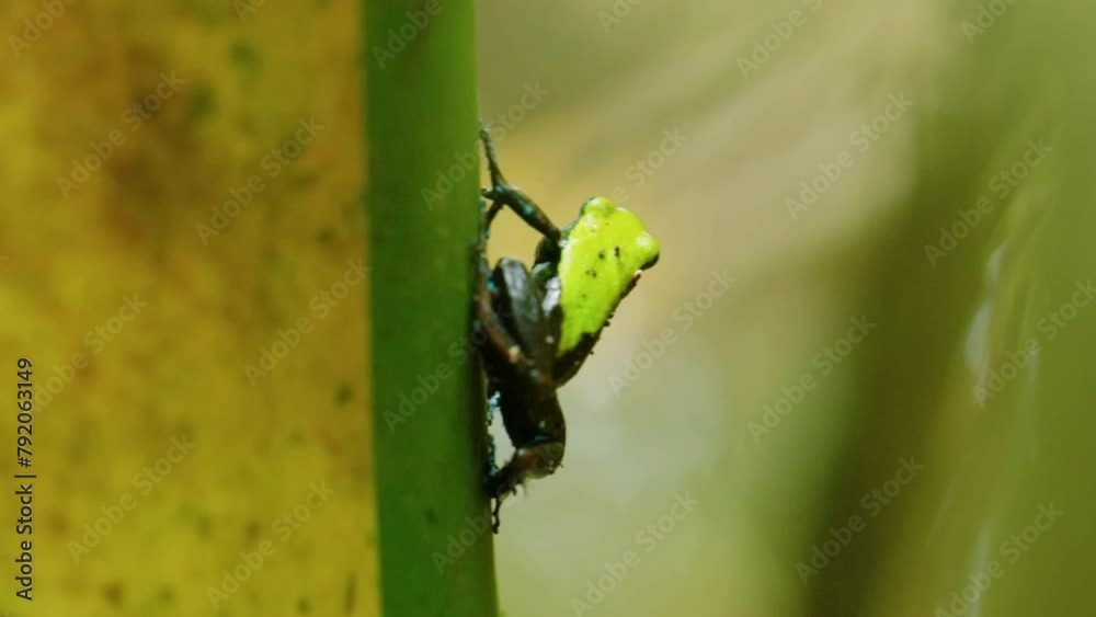 close up of Climbing mantella (Mantella Laevigata) In Madagascar close up of Climbing mantella (Mantella Laevigata) In Madagascar