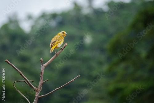 aves pájaros