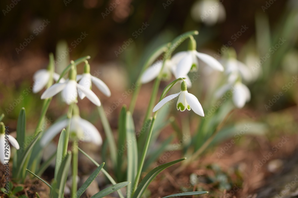 Blooming white snowdrops, early spring flowers closeup, selective focus, bokeh flowers background, sunny springtime flowers. Blooming white snowdrops, early spring flowers closeup, selective focus, bokeh flowers background, sunny springtime flowers.