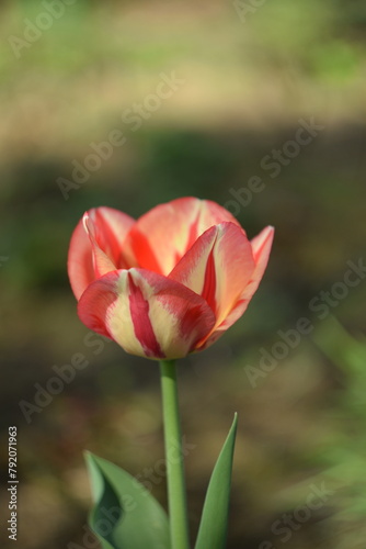 Yellow-red tulip simgle tulip closeup, tulip on bokeh garden background, as painted, by manual Helios lens. © Anna