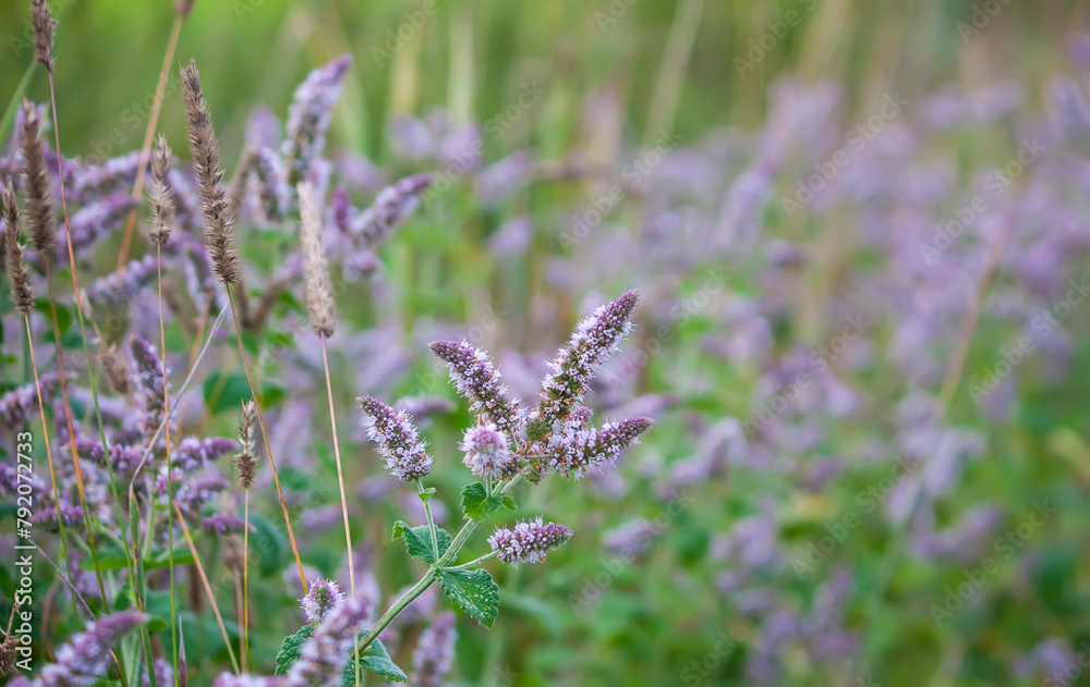 Fototapeta premium Fragrant medical plants in bloom. Garden mint.