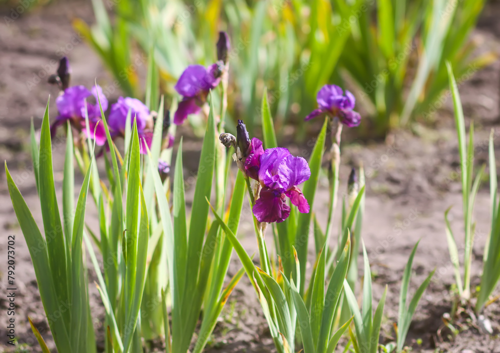 Blooming iris flowers in summer garden background. Beautiful cultivated flowers. Blooming iris flowers in summer garden background. Beautiful cultivated flowers.