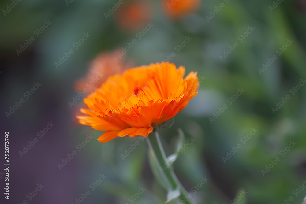 Bright flowers of Calendula officinalis, growing in the garden. Bright flowers of Calendula officinalis, growing in the garden.