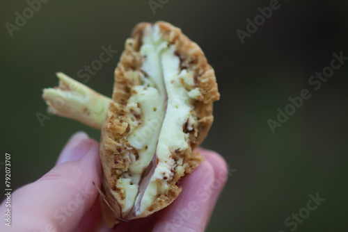 Wormy boletus mushroom. White fungi with worms. photo