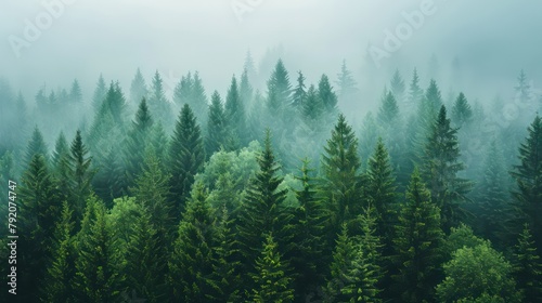 Ethereal view of a dense forest with towering evergreen trees shrouded in mist  creating a serene and mysterious atmosphere