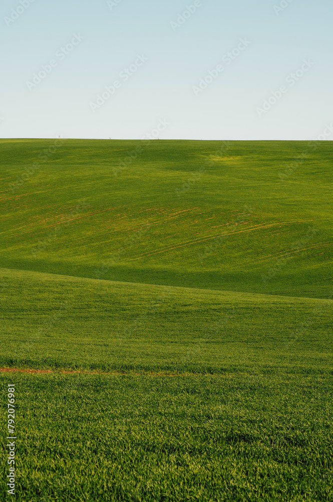 Outdoors vertical landscape shot of green wheat or grass fields and hills in spring.