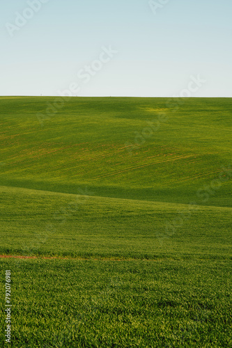 Outdoors vertical landscape shot of green wheat or grass fields and hills in spring.