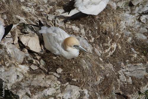 Quadro su tela Gannet (Morus bassanus) on Bempton Cliffs, East Riding of Yorkshire, UK