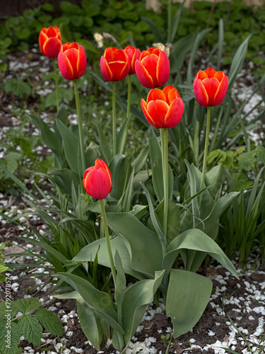 Red tulips in the garden in spring. 