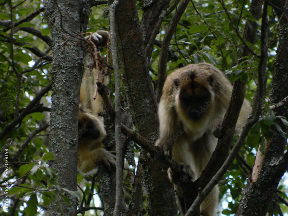 Obraz premium Carayas