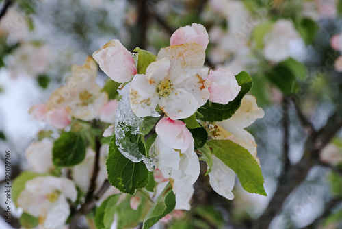 Apfelblüten mit Eiszapfen. Kaltes Wetter im Frühling lässt Obstblüten erfrieren.