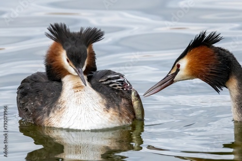Grebes feeding their chicks with fish