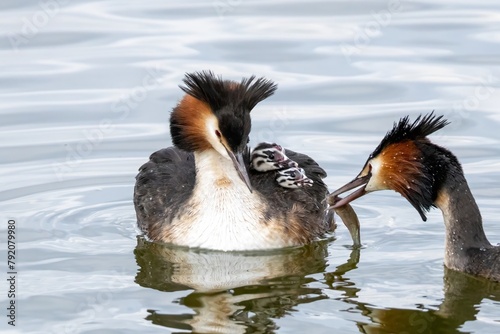 Grebes feeding their younglings with fish