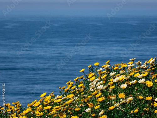 Flowers and ocean 