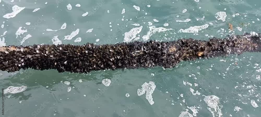 Mitili neri cresciuti spontaneamente sulla corda di attracco di un peschereccio al molo. Bari, Italia