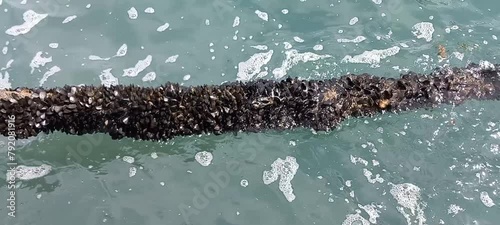 Mitili neri cresciuti spontaneamente sulla corda di attracco di un peschereccio al molo. Bari, Italia photo