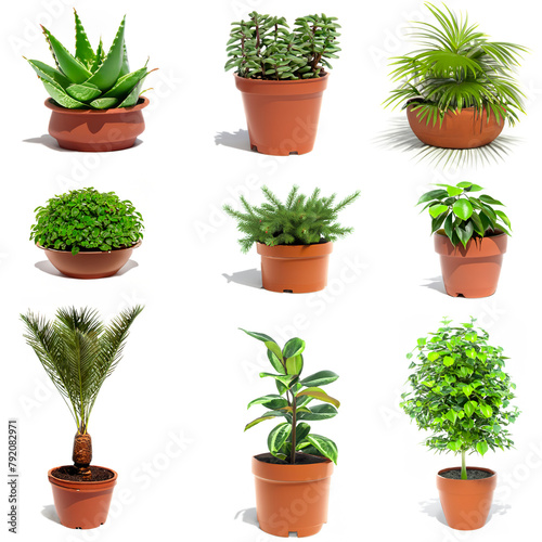 Set of colorful images of houseplants icons. Collection of colorful symbols of indoor flowers in a flowerpot, isolated white objects.