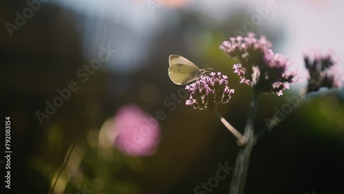 White butterfly walking on purpletop vervain flower, close up macro photo