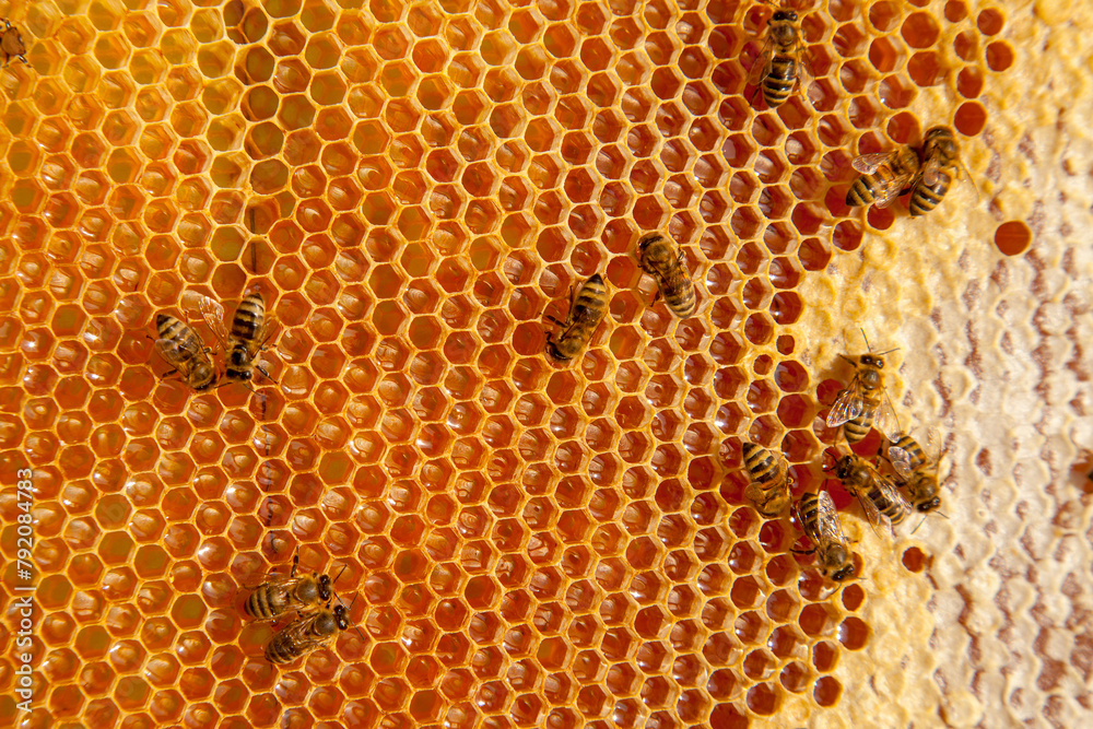 Working bees on the yellow honeycomb with sweet honey.. Working bees on the yellow honeycomb with sweet honey..
