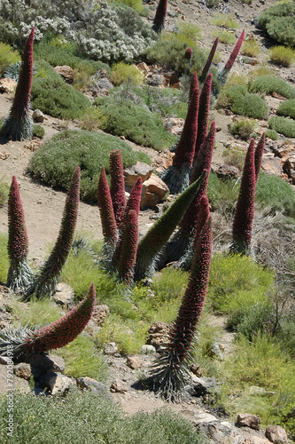 Tajinastes en flor en el Parque Natural del Teide en Tenerife, islas Canarias photo