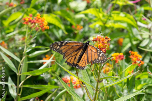 Mariposa monarca y flores en Canarias