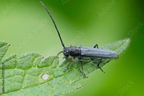Closeup on a small plant parasite European Umbellifer longhorn beetle, Phytoecia cylindrica sitting on a green leaf