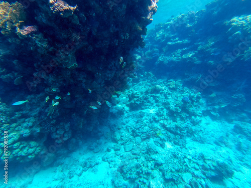 Underwater life of reef with corals and tropical fish. Coral Reef at the Red Sea, Egypt.