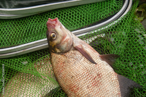 Successful fishing - big freshwater bream fish on keepnet with fishery catch in it.. photo