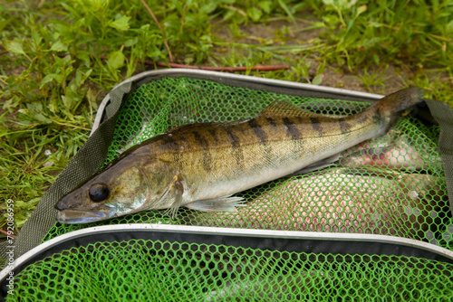 Freshwater zander on keepnet with fishery catch in it.. photo