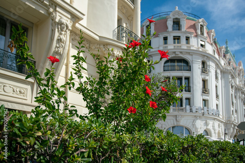 Hibiscus flowering  (bush ot tree)  with red  blossoms on Promenade des Anglais  (behind maybe  hotel Negresco