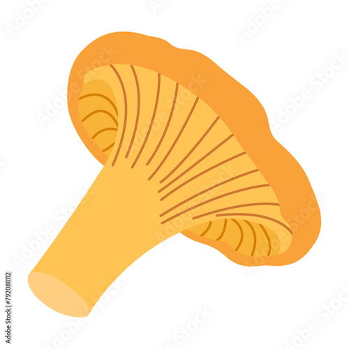 Chanterelle illustration. Edible chanterelle mushrooms. Yellow mushroom. Hand drawn trendy flat style. Doodle autumn forest harvest. Vector illustration