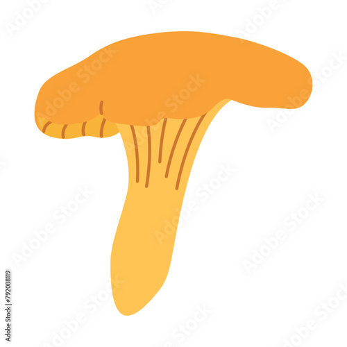 Chanterelle illustration. Edible chanterelle mushrooms. Yellow mushroom. Hand drawn trendy flat style. Doodle autumn forest harvest. Vector illustration