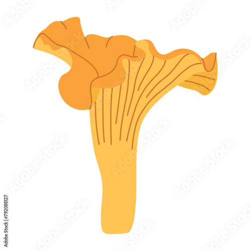 Chanterelle illustration. Edible chanterelle mushrooms. Yellow mushroom. Hand drawn trendy flat style. Doodle autumn forest harvest. Vector illustration