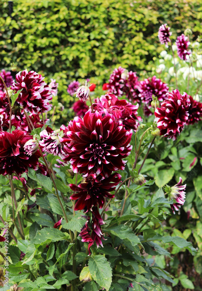 Obraz premium dahlias in the city garden