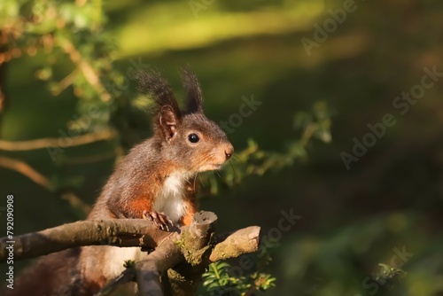 Young dark brown squirrel waiting to be given a nut