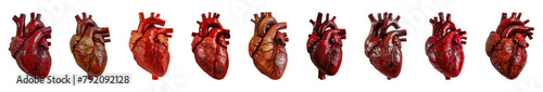 Detailed human heart anatomy from different angles cut out png on transparent background photo
