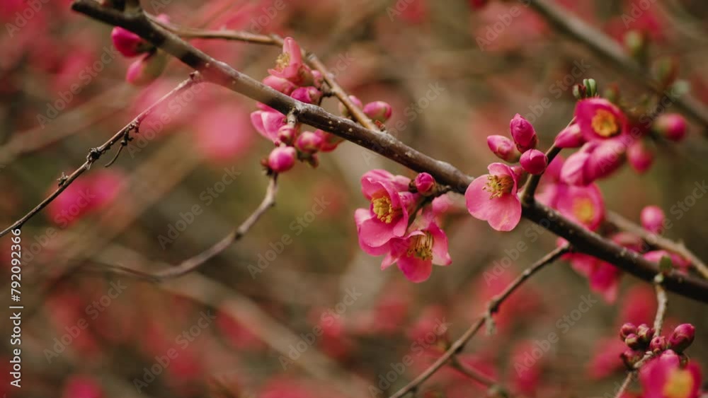 Beautiful pink flower bush macro slow motion gentle sway Beautiful pink flower bush macro slow motion gentle sway