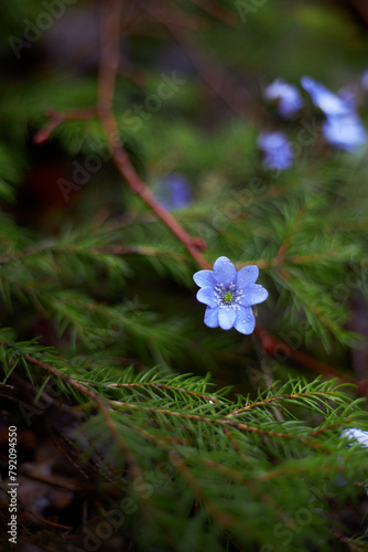 Lylac flower of anemone hepatica, the common hepatica, liverwort, liverleaf, kidneywort, purple flower of pennywort photo