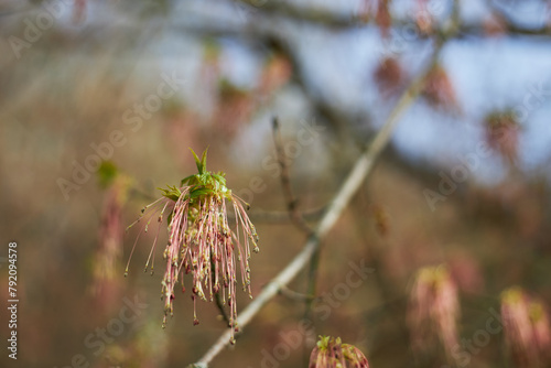 Boxelder maple flowers in the early spring, Acer negundo blossom, pink flower of maple photo