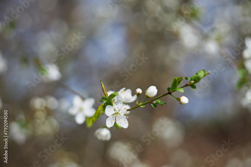Prunus insititia in bloom, white 5-petaled blossoms of a plum tree, plum tree flowering at spring