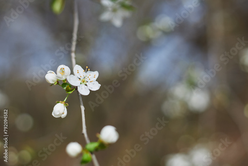 Prunus insititia in bloom  white 5-petaled blossoms of a plum tree  plum tree flowering at spring