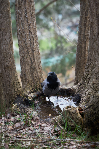 Crow drinking water from puddle in the tree, thirsty crow