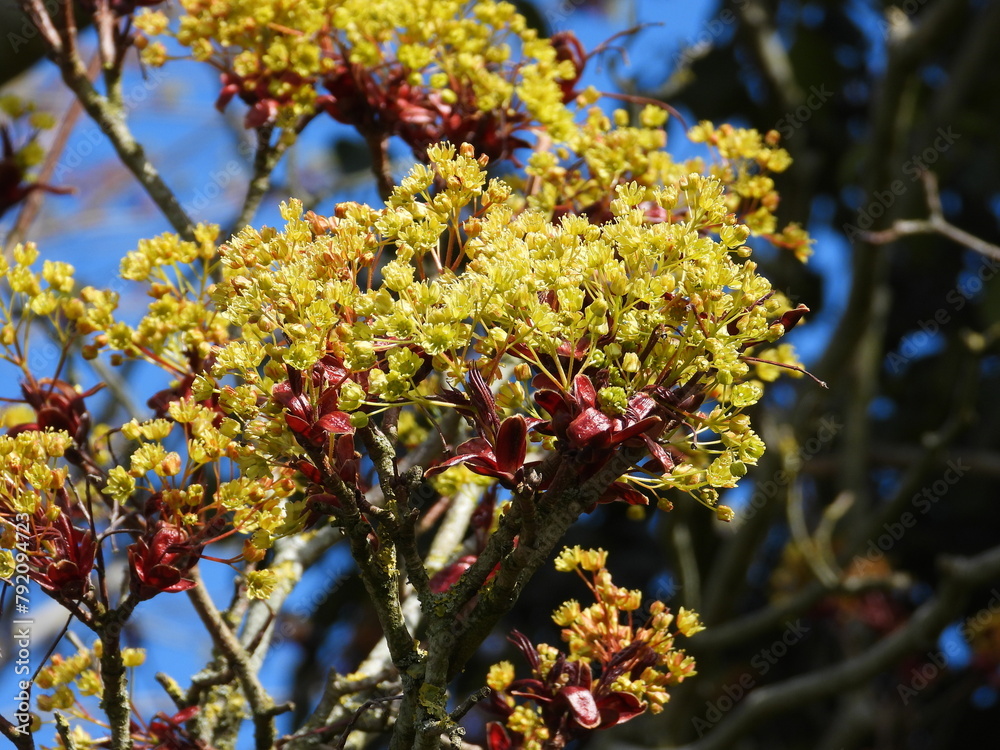 Fototapeta premium yellow flowers on tree branches