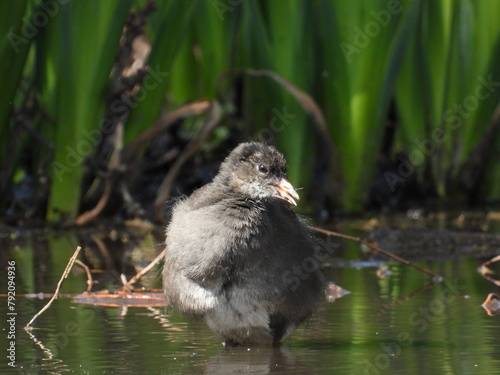 Coot in shallow water against the background of green plants