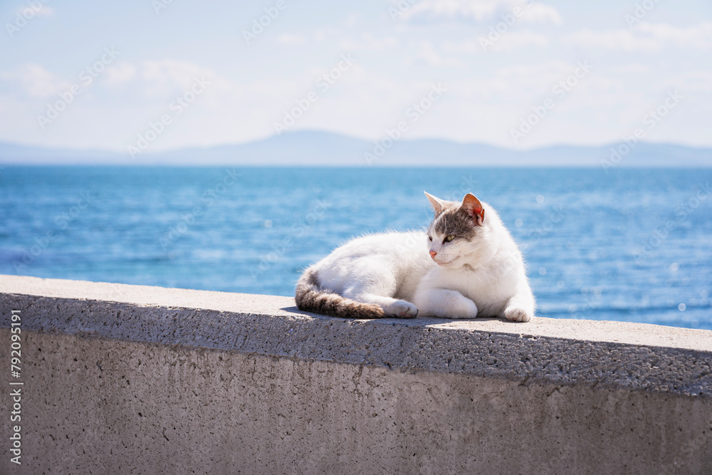 Fototapeta premium Cute white cat is laying on concrete wall on the beach by sea,. Vacation, summer concept